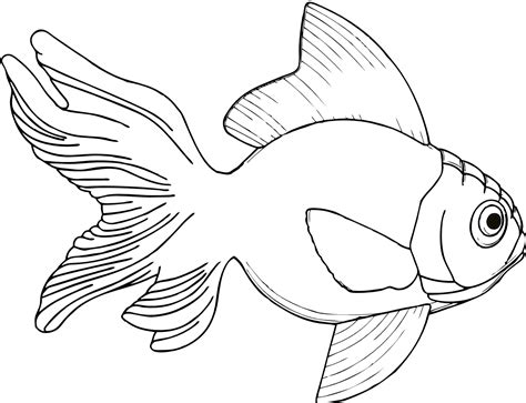 Fish Drawings Images
