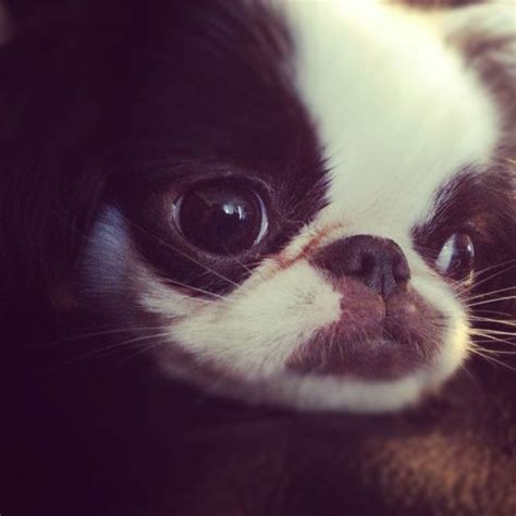 1000 Images About Chin Wa Japanese Chin And Chihuahua Puppies Dogs On