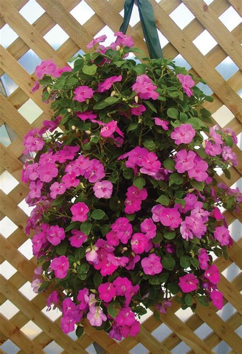 Get it as soon as thu, jun 24. 116 best Plants on Bags images on Pinterest | Geraniums ...