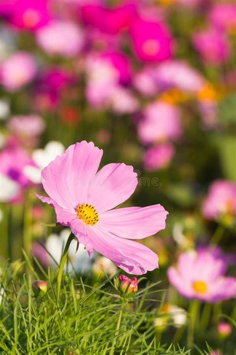 Pink Cosmos Flowers Stock Image Image Of Natural Agriculture 28644721