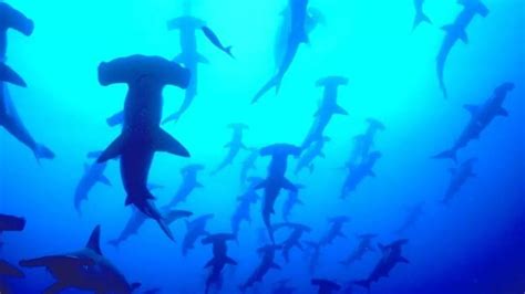 Nrdc Urges Us To Push Nations To End Illegal Shark Fishing