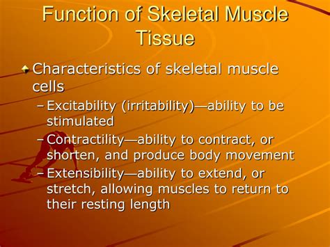 Ppt Chapter 11 Physiology Of The Muscular System Powerpoint
