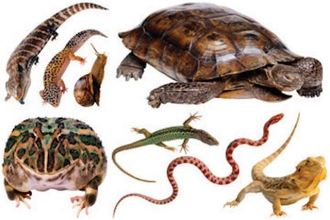 Información Sobre Los Reptiles Informacion Sobre Animales
