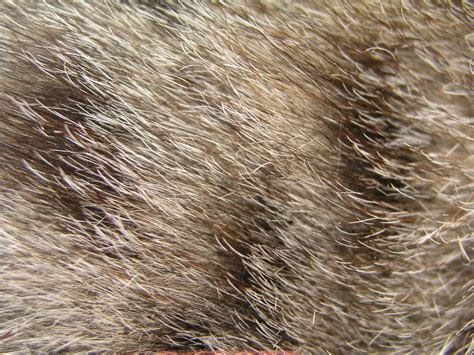 Animal Body Coverings Fur