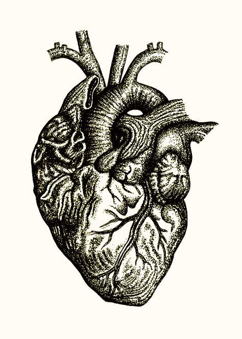Scientific Illustration Photo Scientific Illustration Heart