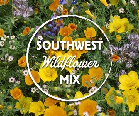 Southwest Wildflower Mix American Meadows American Meadows