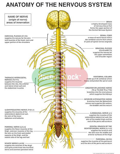 Human Nerve Anatomy