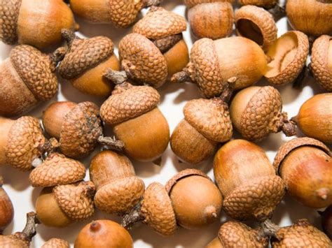 Acorns Highly Recommended Superfood That Can Fight Against Chronic
