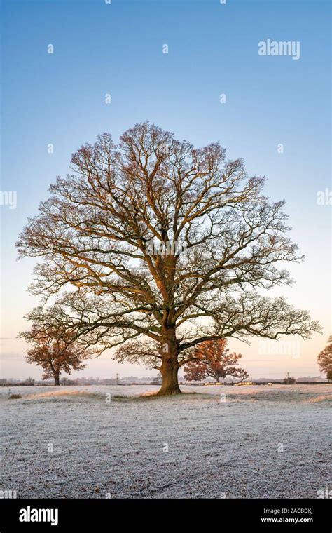 Quercus Robur Oak Tree In The Winter Frost In The English Countryside