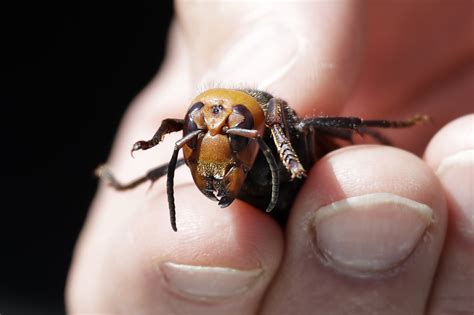 Murder Hornets Sound Terrifying But Should We Really Be So Scared The Washington Post