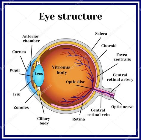 Eyeball Structure Medicine Stock Vector Image By ©mrsbaziliogmail