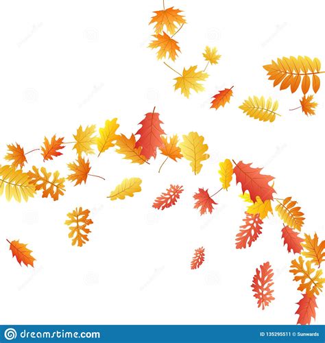 Oak Maple Wild Ash Rowan Leaves Vector Autumn Foliage On White