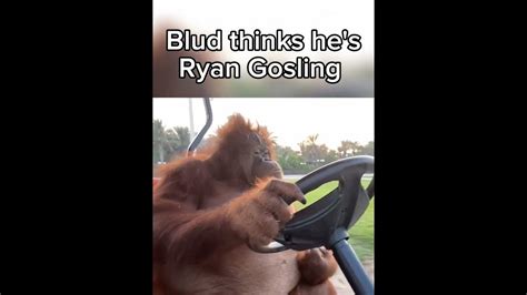 blud thinks he s ryan gosling literally me youtube