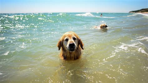 Swim Safe Summer Water Safety Tips For Dogs Martha Stewart