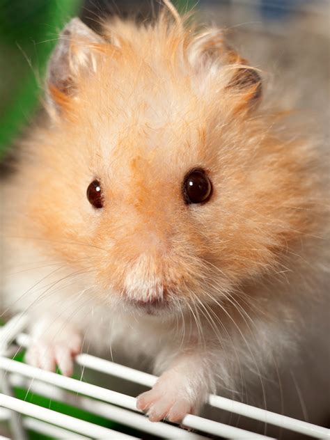 Life Cycle Of Teddy Bear Hamsters Pet Ponder