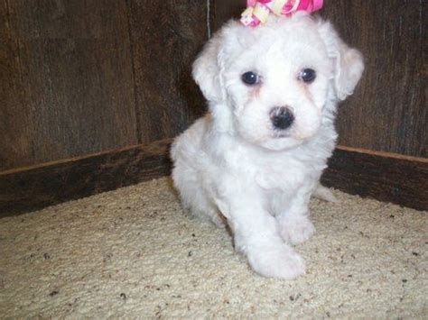 Although the bichon is relatively easy to train, puppy training classes are. Bichon Frise Puppies Sale | Detroit, MI #2426 | Hoobly.US