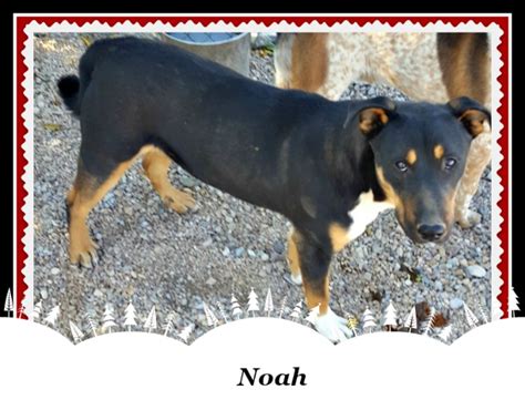 Noah 2 Tombstone Small Animal Shelter