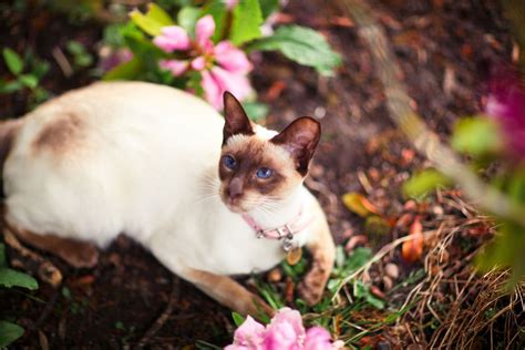 Siamese Cat — Full Profile History And Care