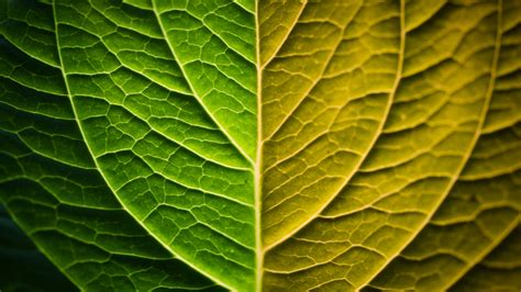 Download Wallpaper 3840x2160 Leaf Macro Green Gradient 4k Uhd 169