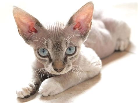 Created by serious_hackercatsa community for 8 years. Pin by dogmylove on sphynx cat | Devon rex cats ...