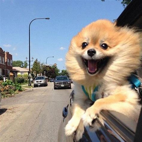 Dogs In Cars That Made Their Owners Laugh Crazily