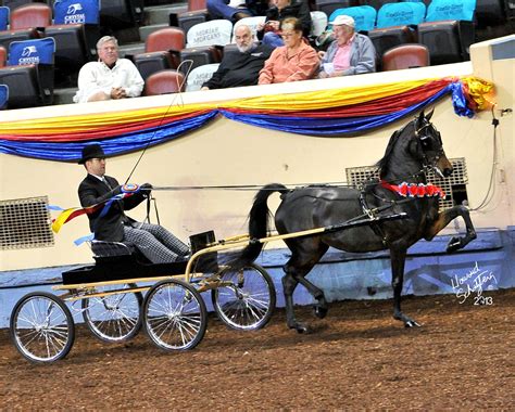 Whitemud High Society World Champion Park Harness 2 Yr Beautiful