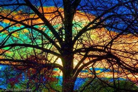 Stained Glass Tree Backlit Tree At Sunset In The Arboretum Flickr