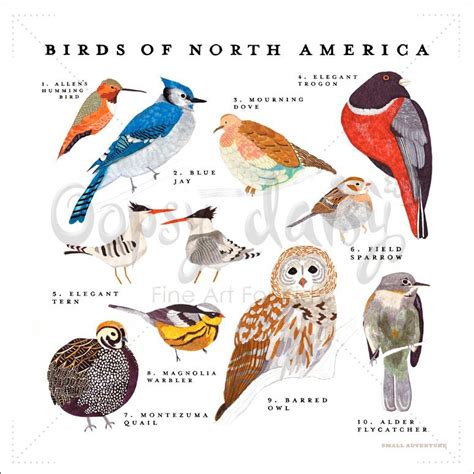 North American Birds Chart