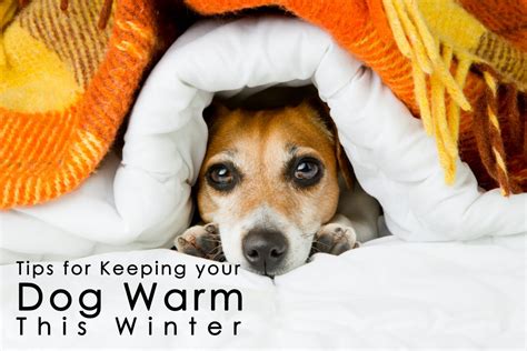 Tips For Keeping Dogs Warm In The Winter Ica Agency Alliance Inc