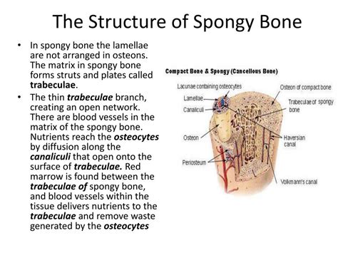 Ppt Bone Structure And Skeletal System Powerpoint