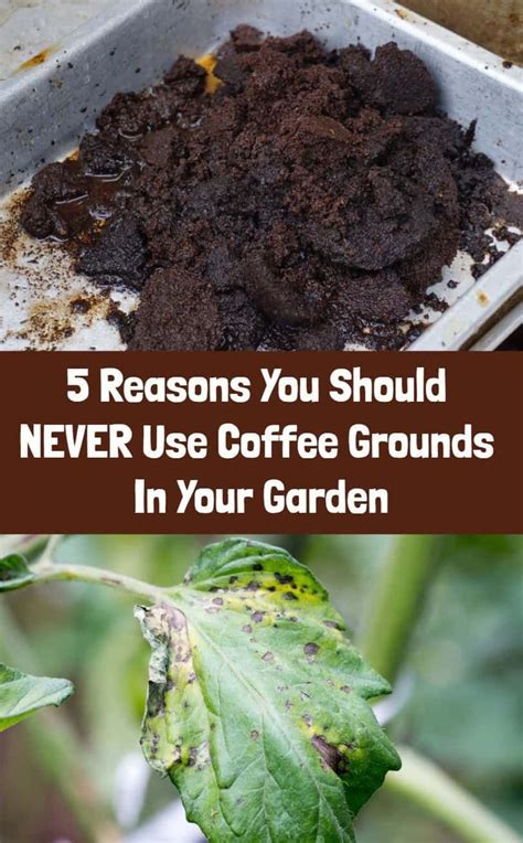Plus, they do not contain any harsh chemicals. 5 Reasons You Should NEVER Use Coffee Grounds In Your ...