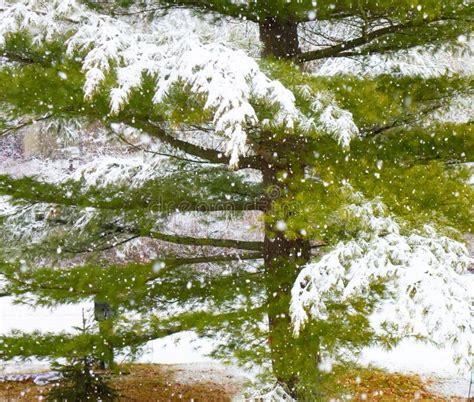 Heavy Snow Falling On White Pine Branches Stock Photo Image Of