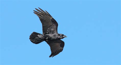 Bird Of The Week The Common Raven Pajarito Environmental Education