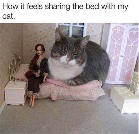 Sharing The Bed With A Cat Cat Meme Of The Decade Lol Cat Memes