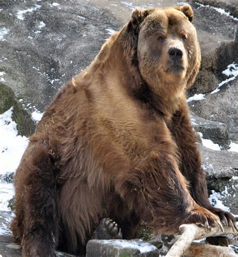 Hunting Alaska Kodiak Bear Kodiak Bear Largest Bear Brown Bear
