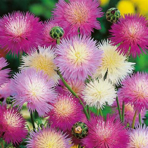 Buy Centaurea Moschata Imperial Mix Amberboa Moschata Australian Seed