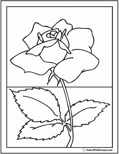 Rose Coloring Realistic Pages Printable Pdf Sheet