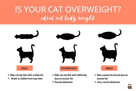 How Can I Tell If My Cat Is Overweight Ideal Body Weight For Cats