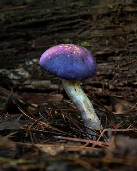 Magic Mushroom North Carolina Uwharrie National Forest Photograph By