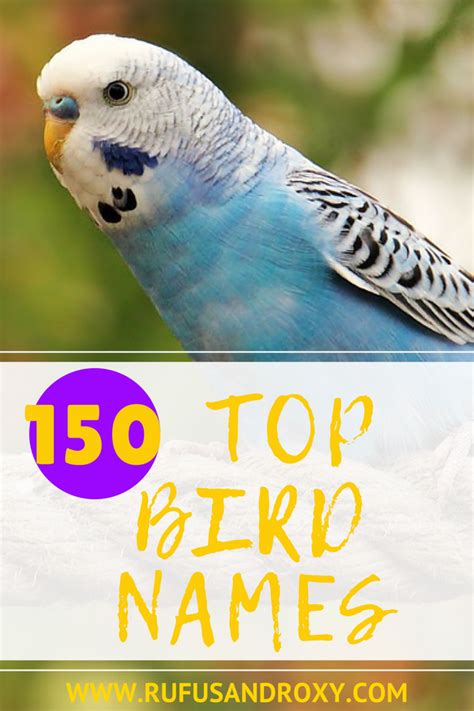 150 Top Bird Names For Your Feathered Friend List Of Birds Parakeet