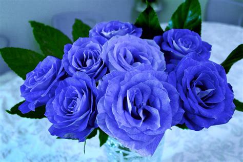 Rosas Azules Naturales Origen Y Simbolismo