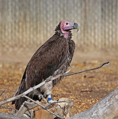 Male anubis, 16, has lived at zoo atlanta since 2008. Pictures and information on Lappet-faced Vulture