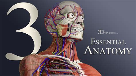 Essential Anatomy 5 0 5 3d Anatomy Modeling Engine