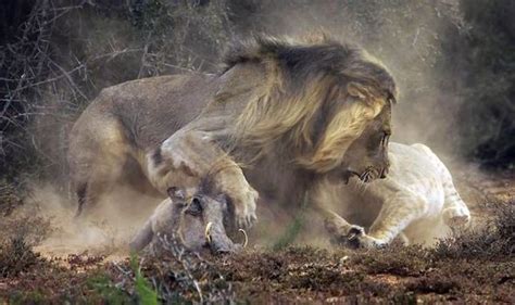 Definitely Not The Lion King Warthog Becomes Prey Of Hungry Wild Cat