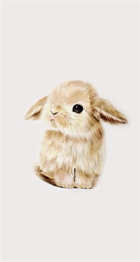 Wallpaper super cute kawaii pet love dwarf bunny rabbit ...