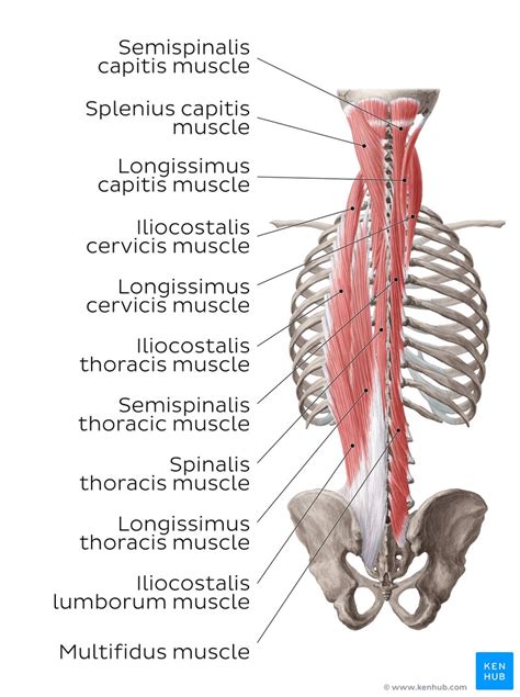 Back Muscle Diagram Deep Back Muscles Anatomy Innervation And