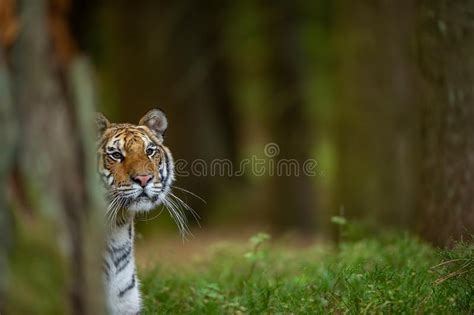 Amur Tiger Watching The Surroundings In The Forest Wild Dangerous