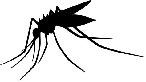 Download High Quality Mosquito Clipart Silhouette Transparent Png