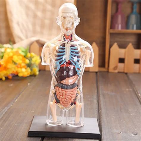 Assembled Transparent Human Torso Human Anatomy Model 4d Bust Male Body