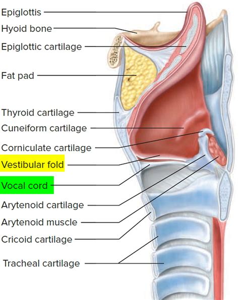 Larynx Anatomy Function In Respiratory System Cancer